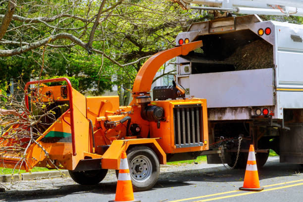 Best Seasonal Cleanup (Spring/Fall)  in USA